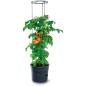 Preview: Prosperplast Anzuchttopf für Tomaten mit Rankhilfe - wetterfest & UV-beständig | ideal für Garten & Terrasse (29,5 cm)
