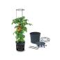 Preview: Prosperplast Anzuchttopf für Tomaten mit Rankhilfe - wetterfest & UV-beständig | ideal für Garten & Terrasse (29,5 cm)