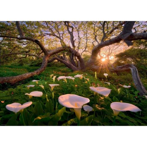 HEYE MAGIC FORESTS 29906 - PUZZLE 1000 CALLA CLEARING ca. 50 x 70 cm