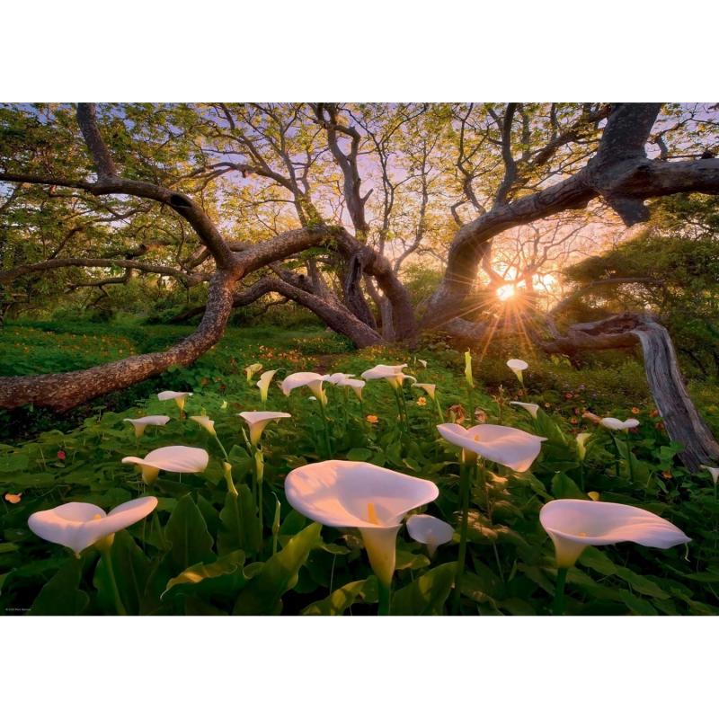 HEYE MAGIC FORESTS 29906 - PUZZLE 1000 CALLA CLEARING ca. 50 x 70 cm