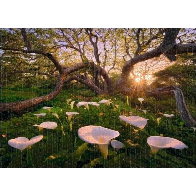 HEYE MAGIC FORESTS 29906 - PUZZLE 1000 CALLA CLEARING ca. 50 x 70 cm
