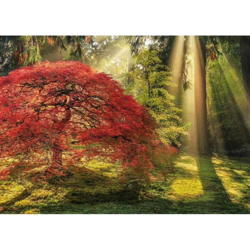 HEYE MAGIC FORESTS 29855 - PUZZLE 1000 GUIDING LIGHT ca. 50 x 70 cm